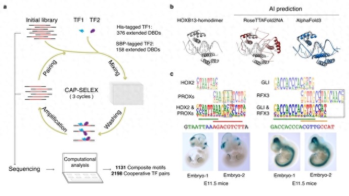 1744355257786885.jpeg 1.jpeg